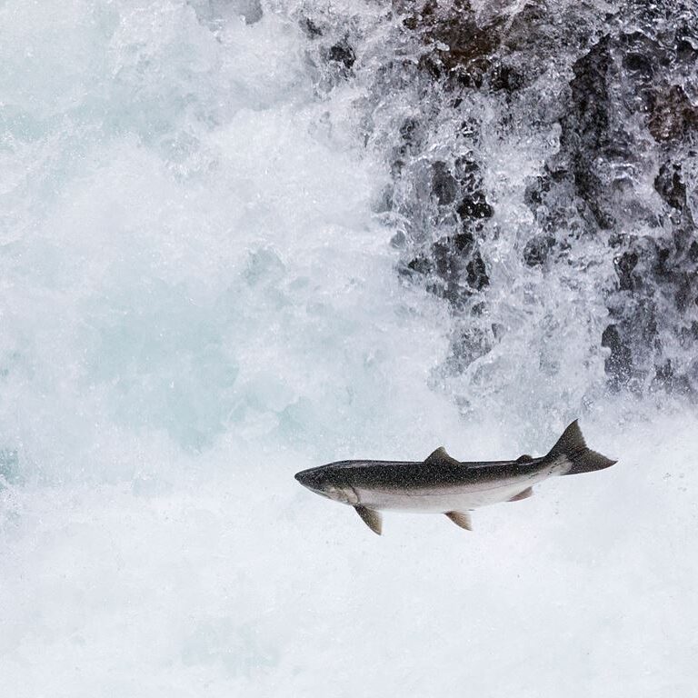 Bidra till att göra vattenkraften än mer hållbar!